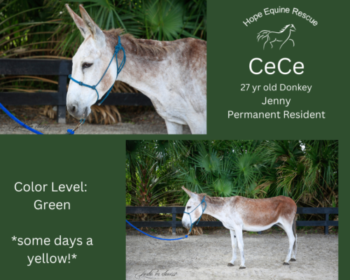 CeCe (donkey) (1)