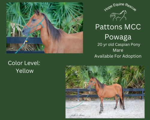 Pattons MCC Powaga