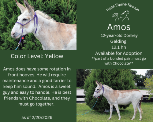 Amos Amos