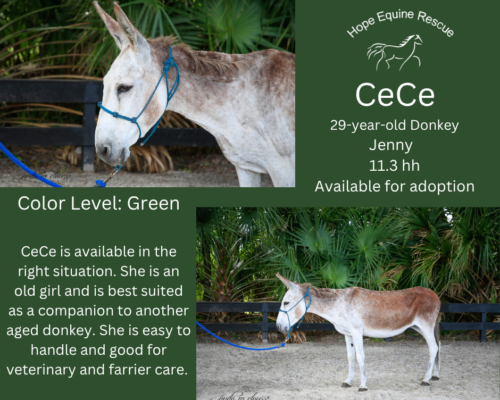 CeCe (donkey) CeCe (donkey)