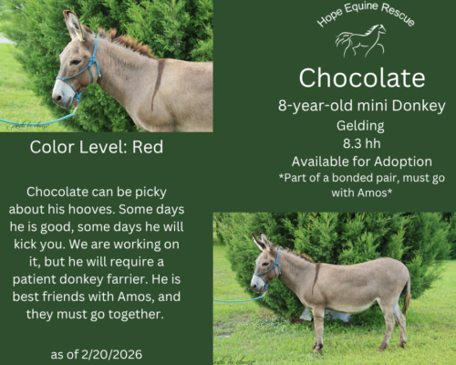 Chocolate Chocolate