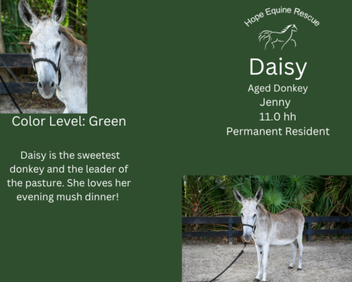 Daisy