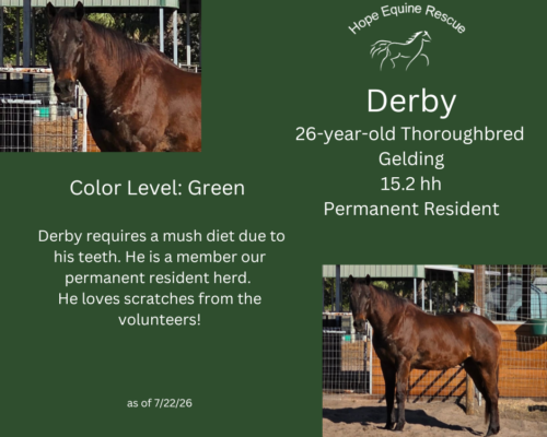 Derby