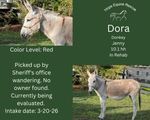 Dora