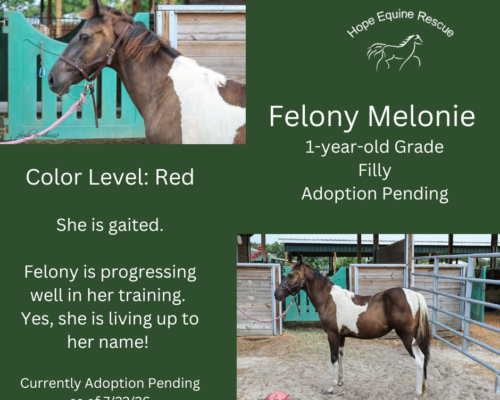 Felony Melonie Felony Melonie