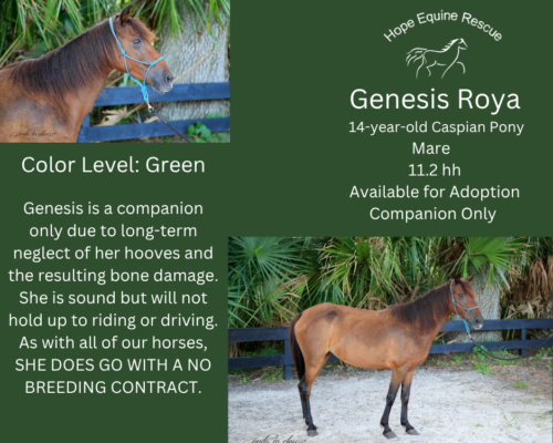 Genesis Roya Genesis Roya