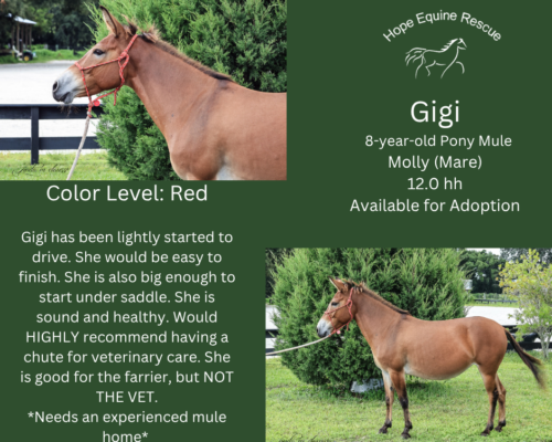 Gigi Gigi