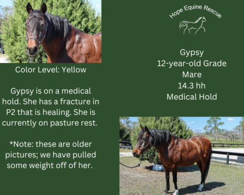 Gypsy