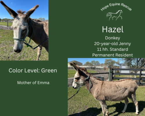 Hazel