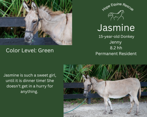 Jasmine