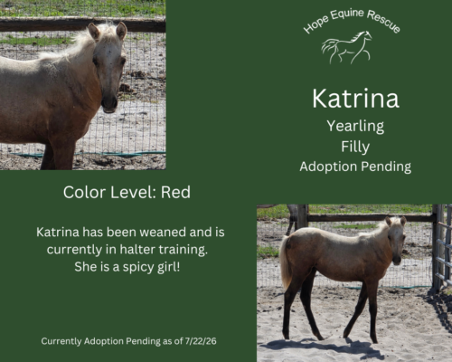 Katrina Katrina