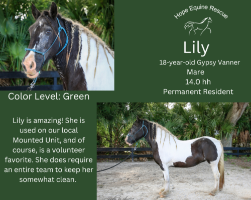 Lily