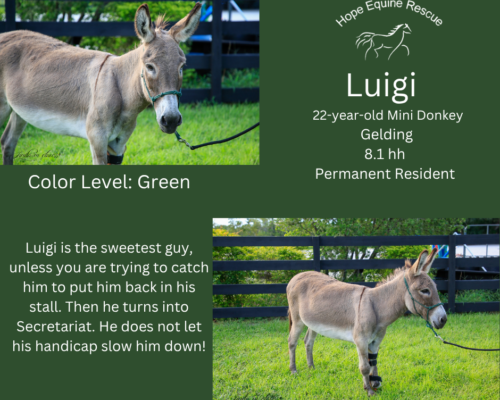 Luigi