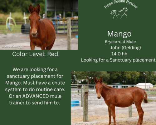 Mango Mango