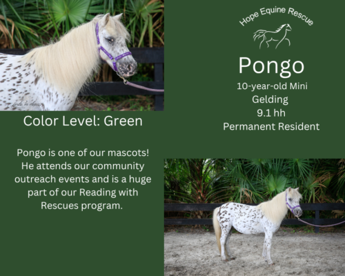 Pongo