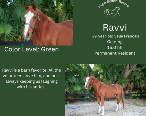 Ravvi