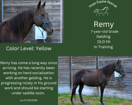 Remy Remy