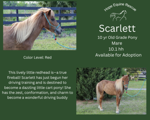 Scarlett Scarlett
