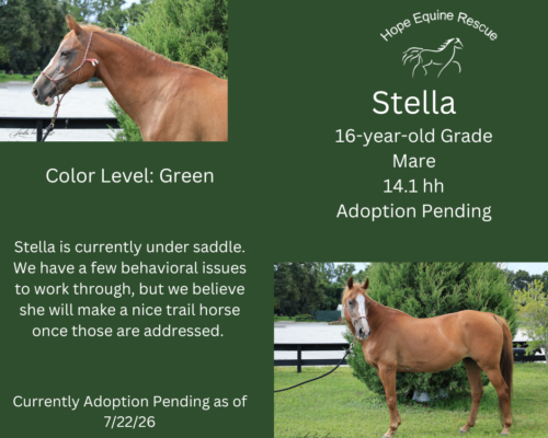 Stella Stella