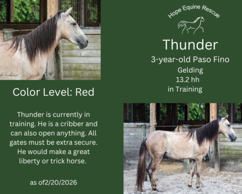 Thunder Thunder